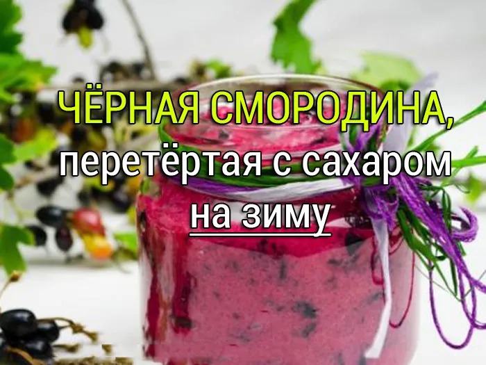 черная смородина перетертая с сахаром рецепт