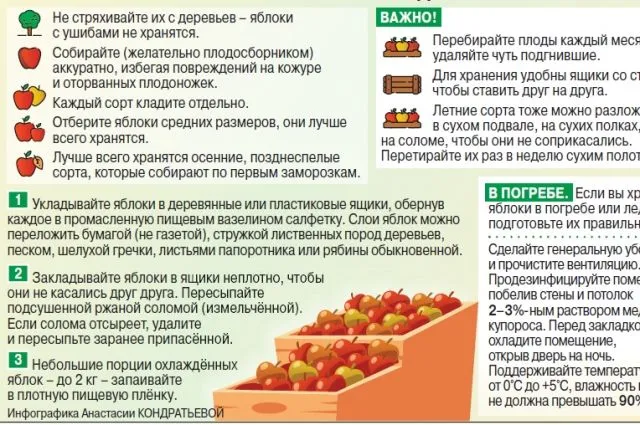 Процесс мочения яблок в подходящей емкости