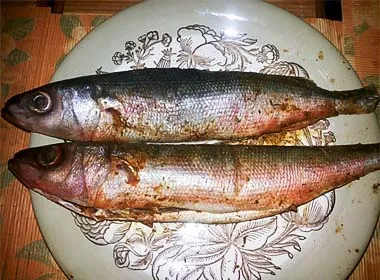 forel